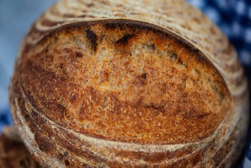 Sourdough bread with a giant ear