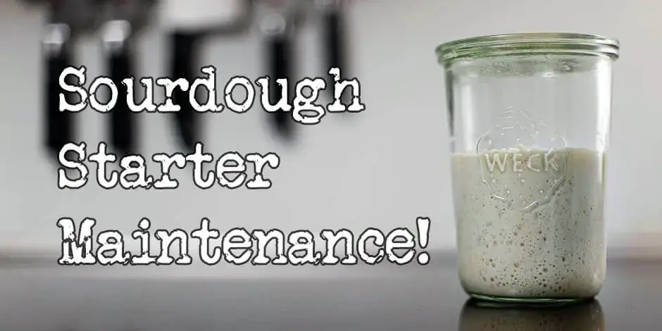 How to feed sourdough starter