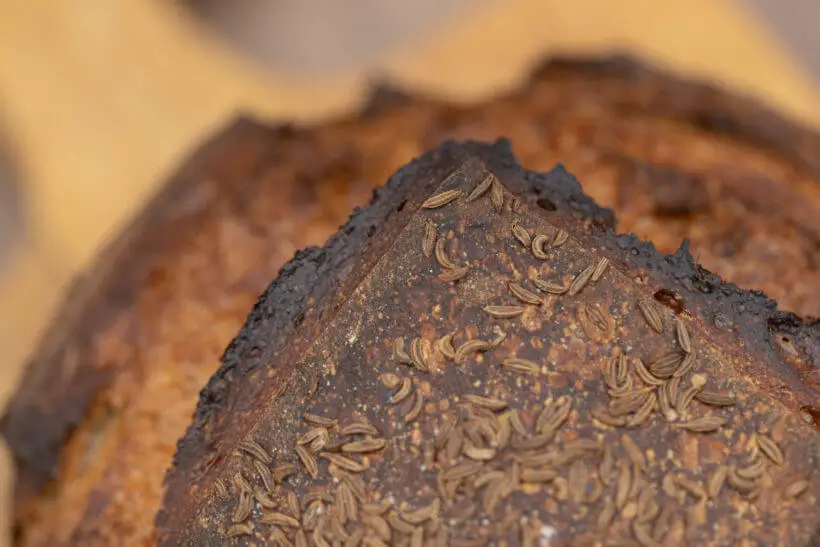 caraway seeds on the crust of a jewish rye bread